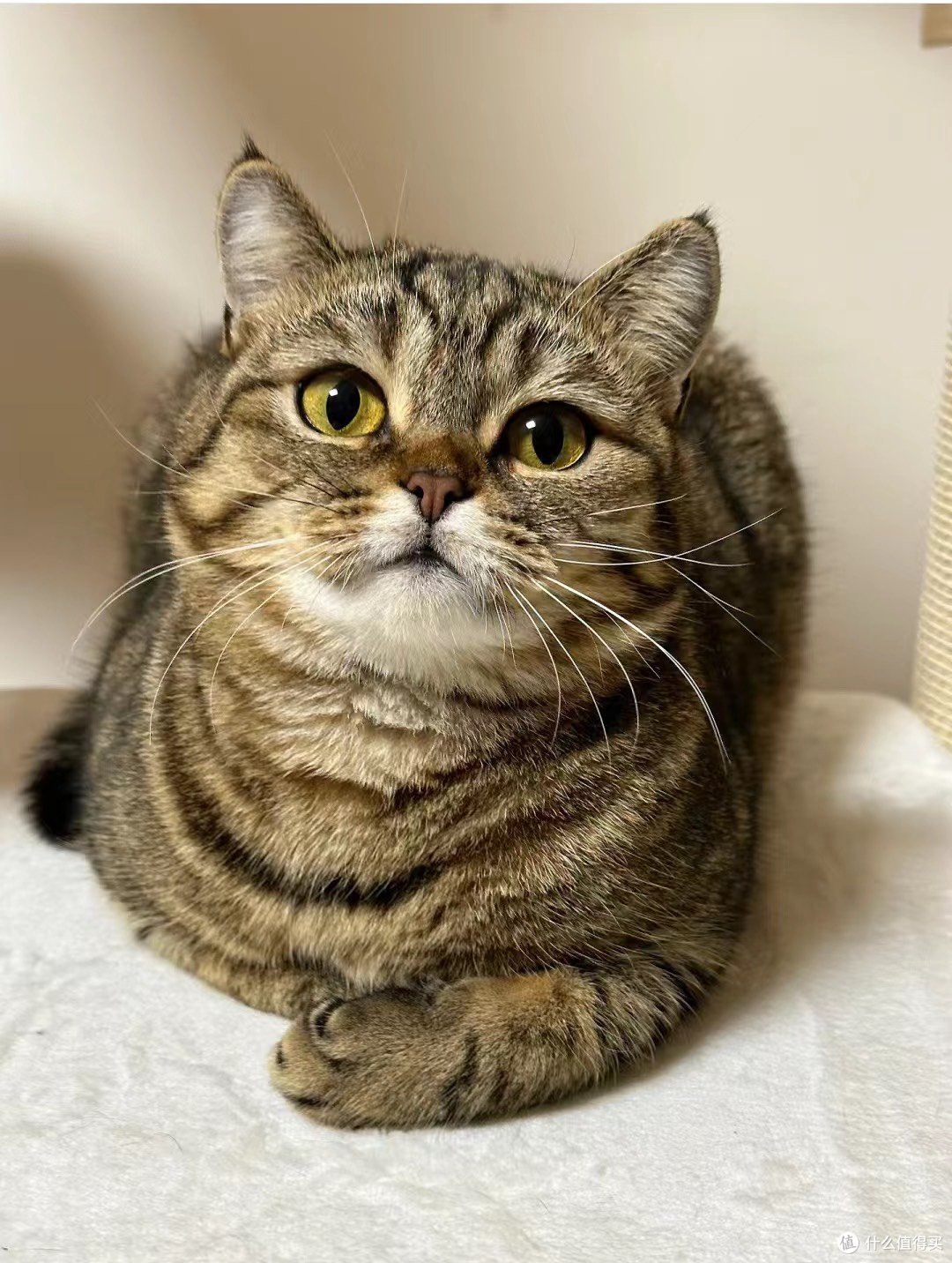 狸花猫可以发腮是真实存在的吗❓❓❓