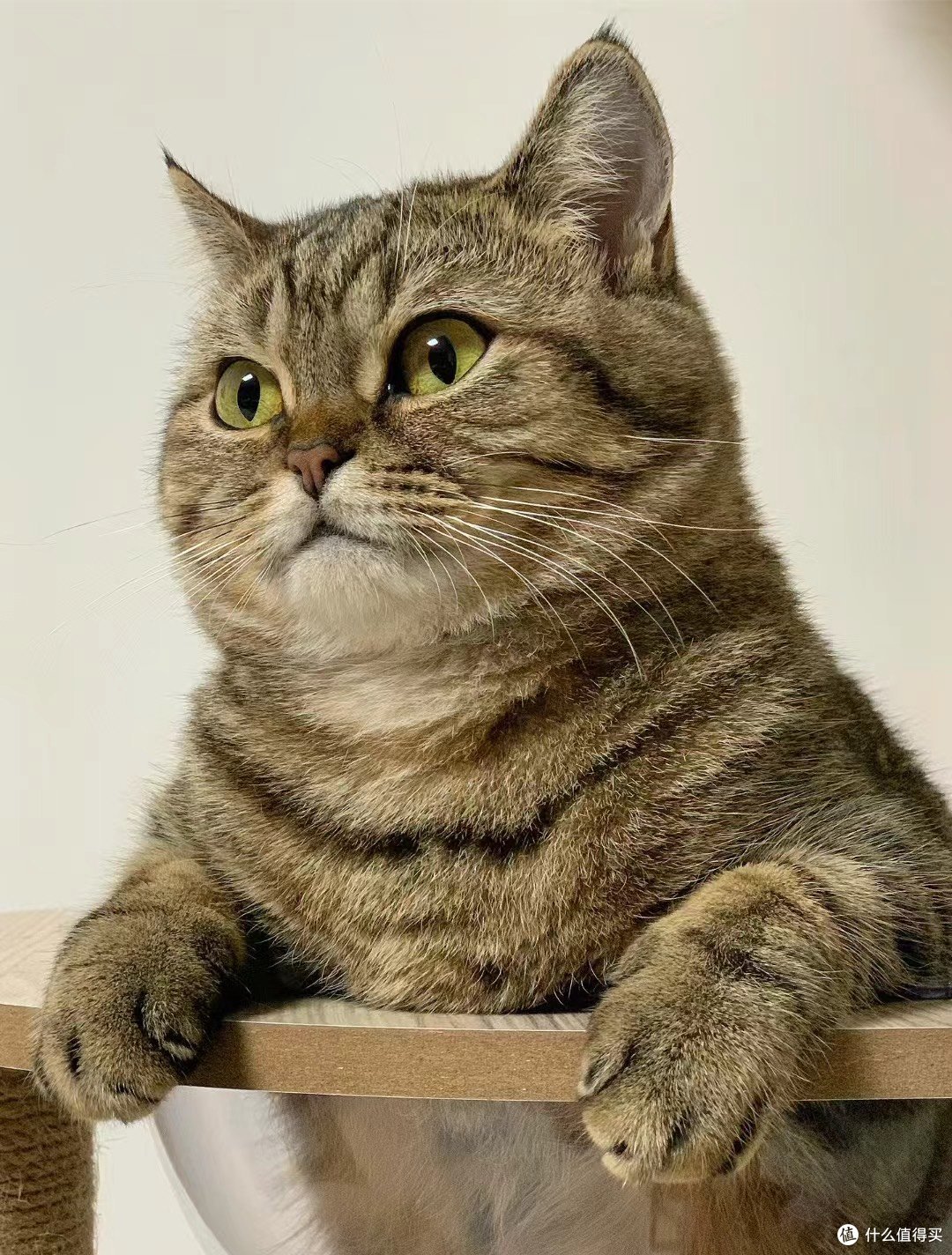 狸花猫可以发腮是真实存在的吗❓❓❓