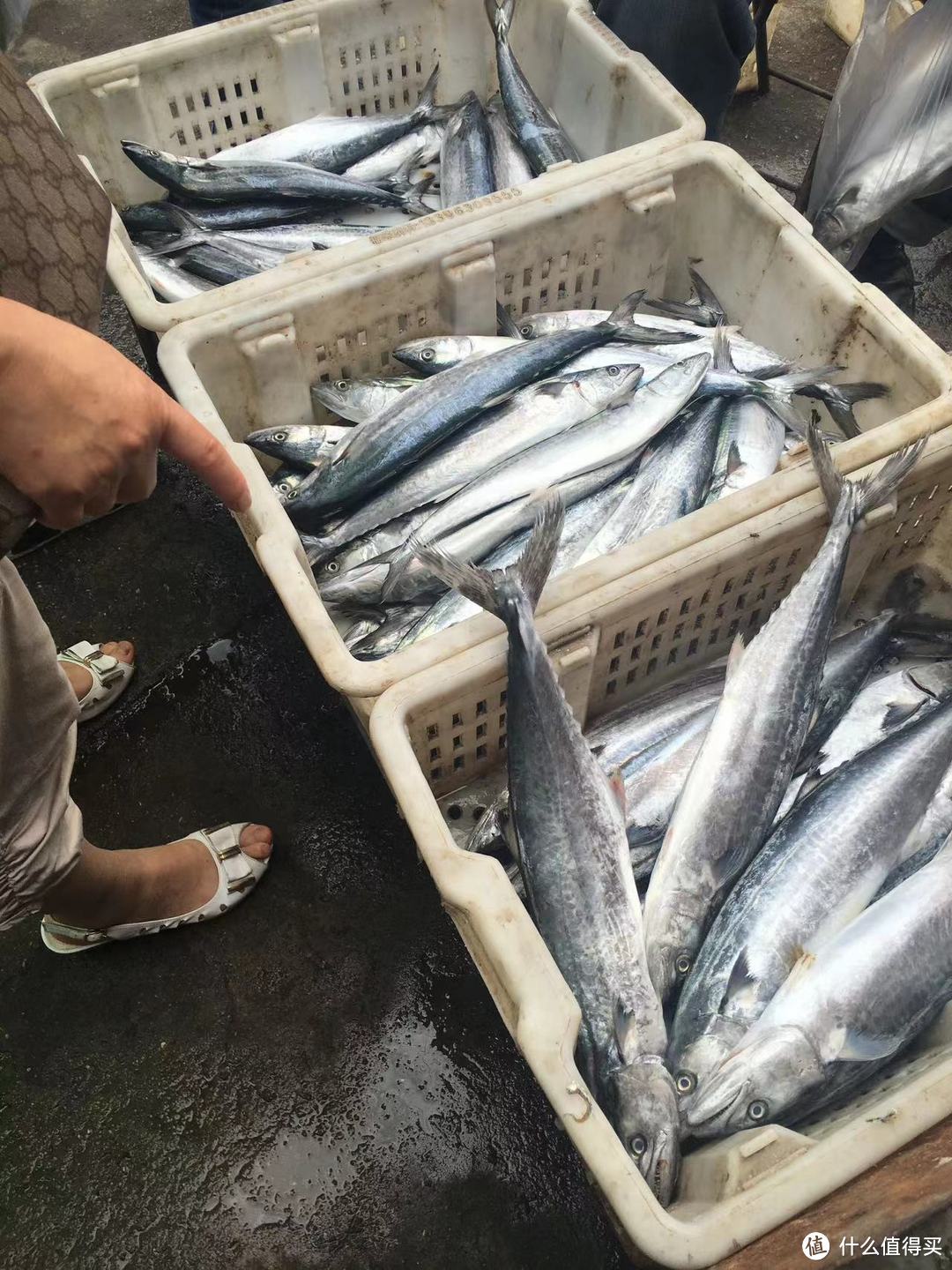 开海咯！海边人带你买海鲜，这么吃可以避坑