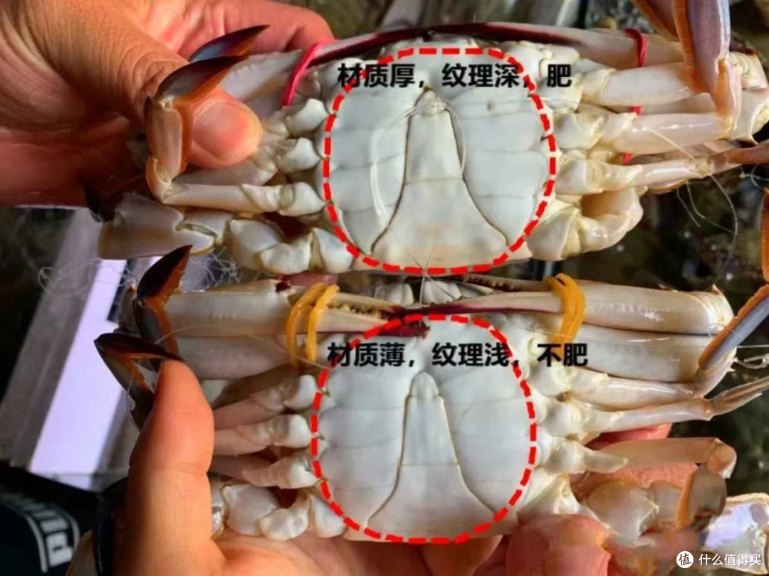 海鲜季来袭,如何成为挑选海鲜的高手?
