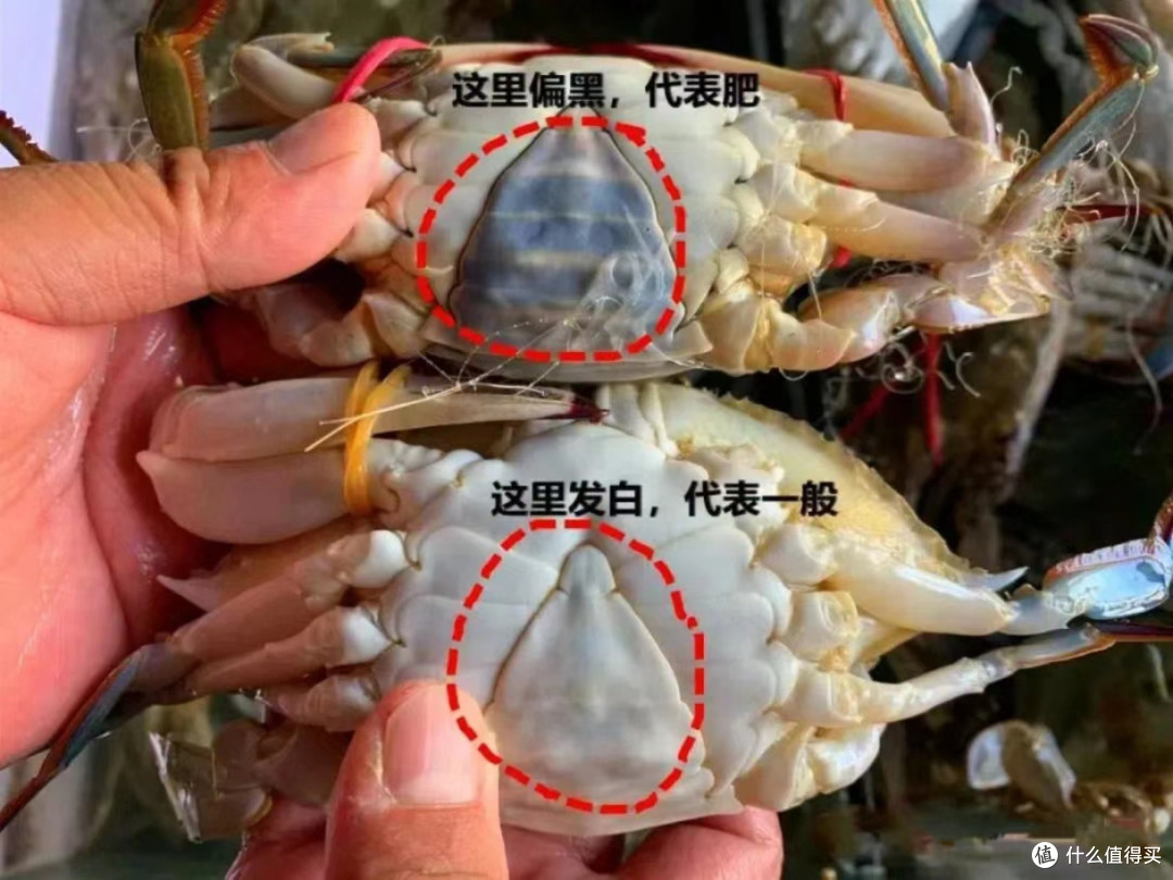 海鲜季来袭,如何成为挑选海鲜的高手?