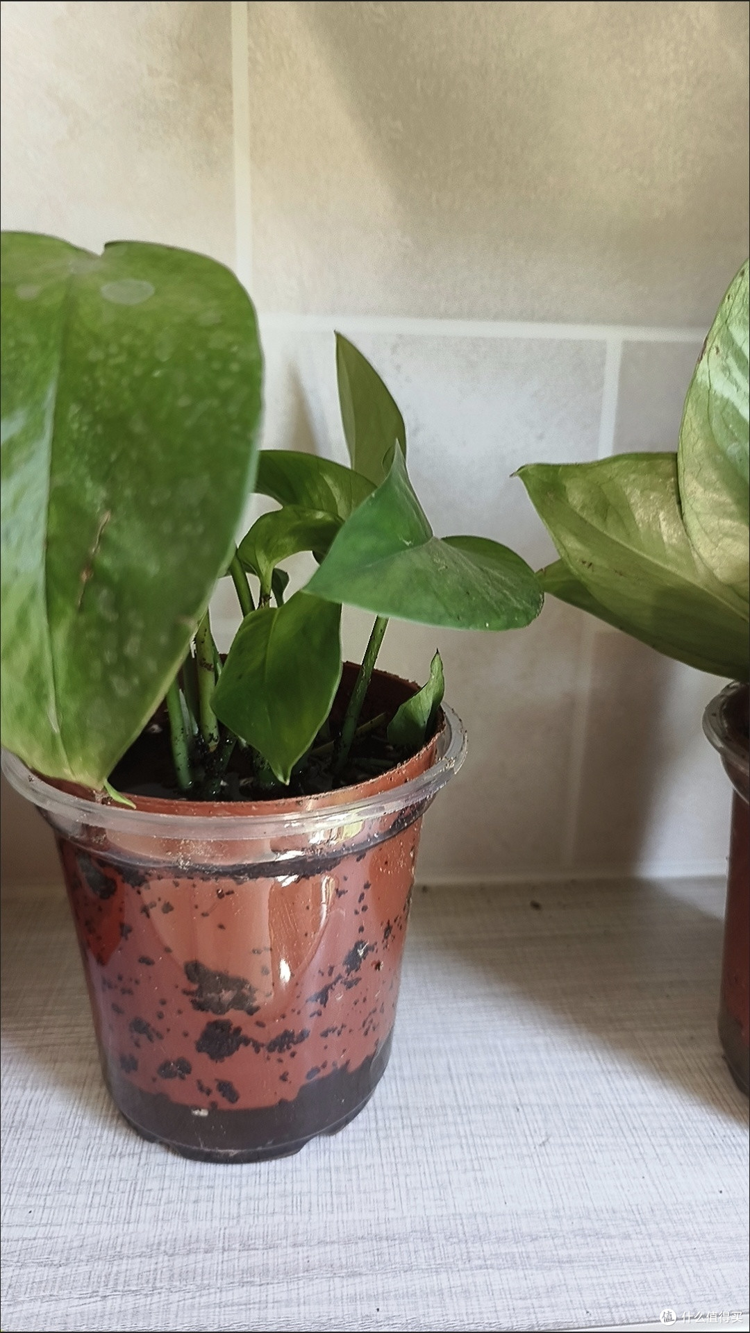 室内植物达人必备:超实用绿植挑选指南!