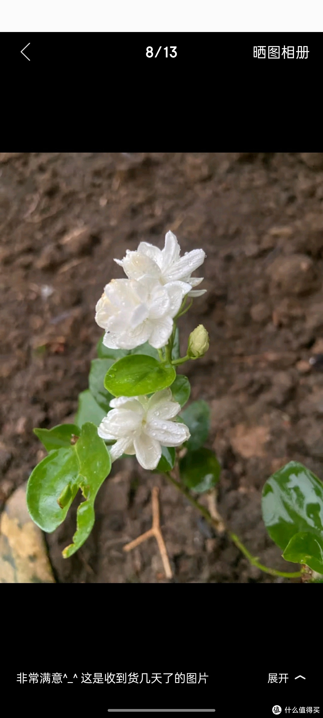 爱你一万年茉莉花苗盆栽带花苞九里香老桩驱蚊水培花卉绿植物室内栀子花好养 【原土带叶】茉莉花6年苗