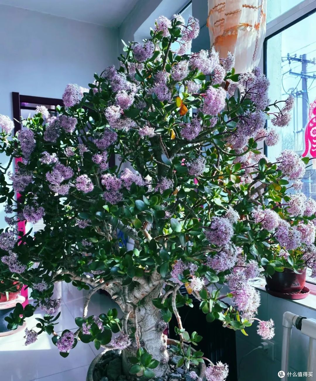 “富不富,家中树”!客厅有8种树,子孙代代富,吉祥又旺宅!