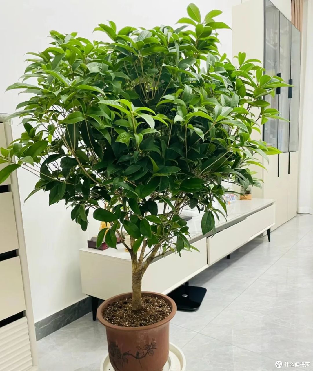 “富不富,家中树”!客厅有8种树,子孙代代富,吉祥又旺宅!