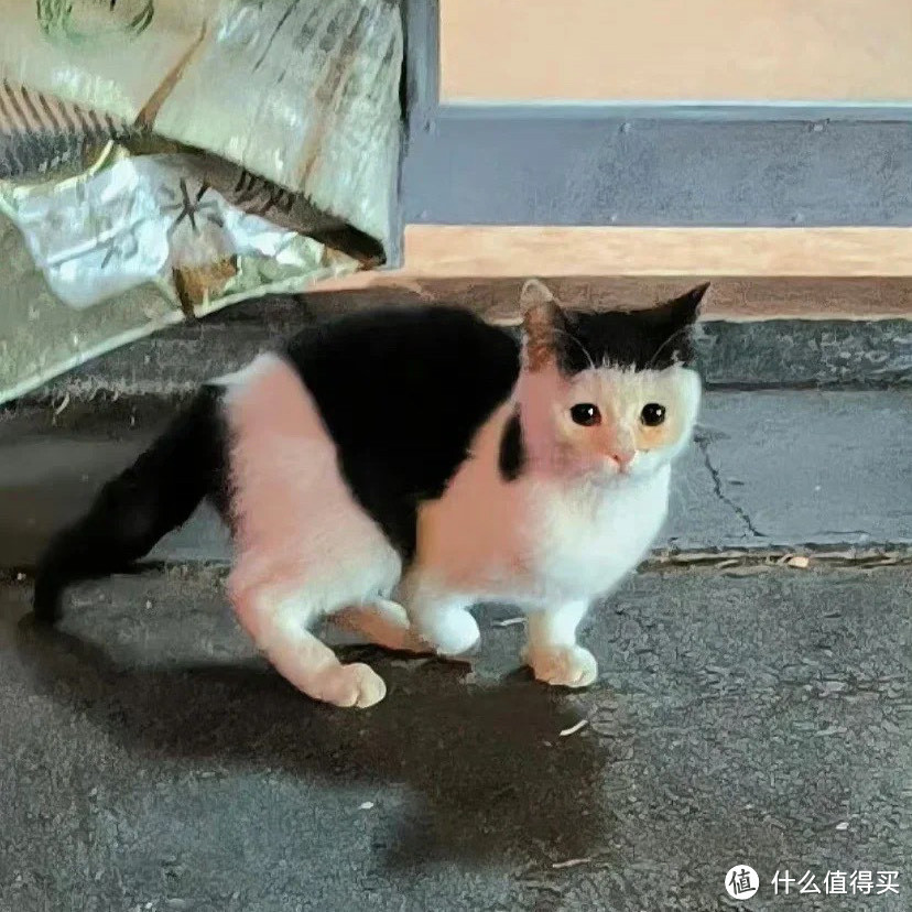 请不要随便捡猫🐱❗❗❗❗