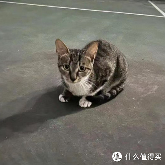 请不要随便捡猫🐱❗❗❗❗