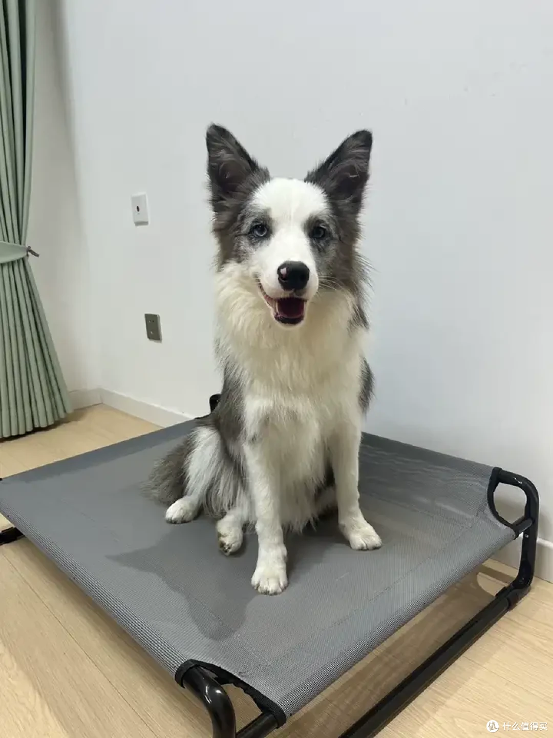 狗狗一定要睡狗窝吗?