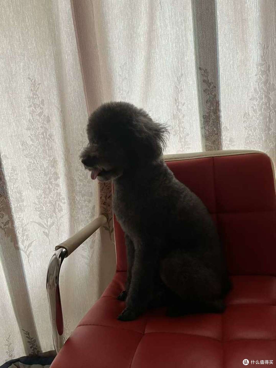 狗狗一定要睡狗窝吗?