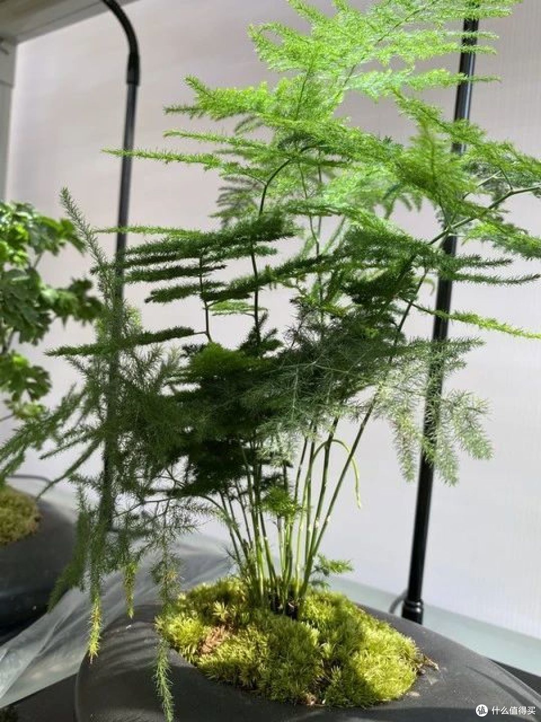 立秋后,8种花更需要润着养,少浇一瓢水,可能会要了“小命”
