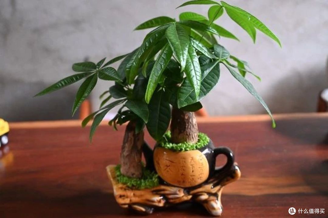 立秋后,8种花更需要润着养,少浇一瓢水,可能会要了“小命”
