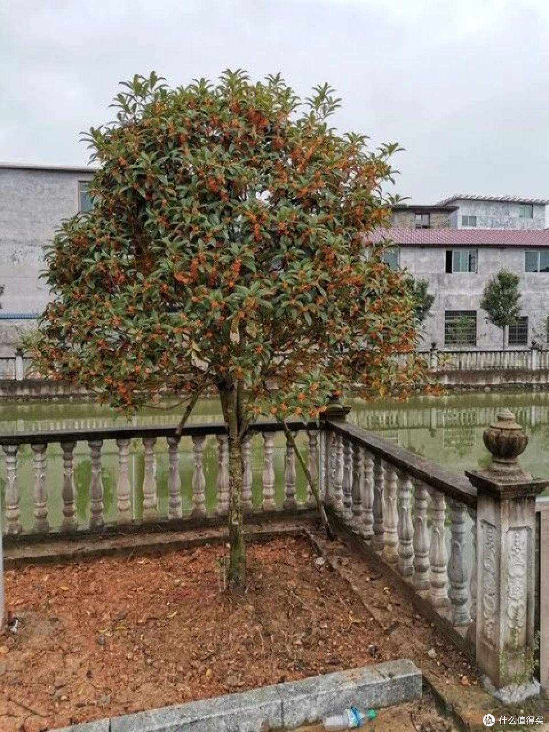“院中种6树,儿孙一直富”,院子适合种哪6种树?你家有吗?