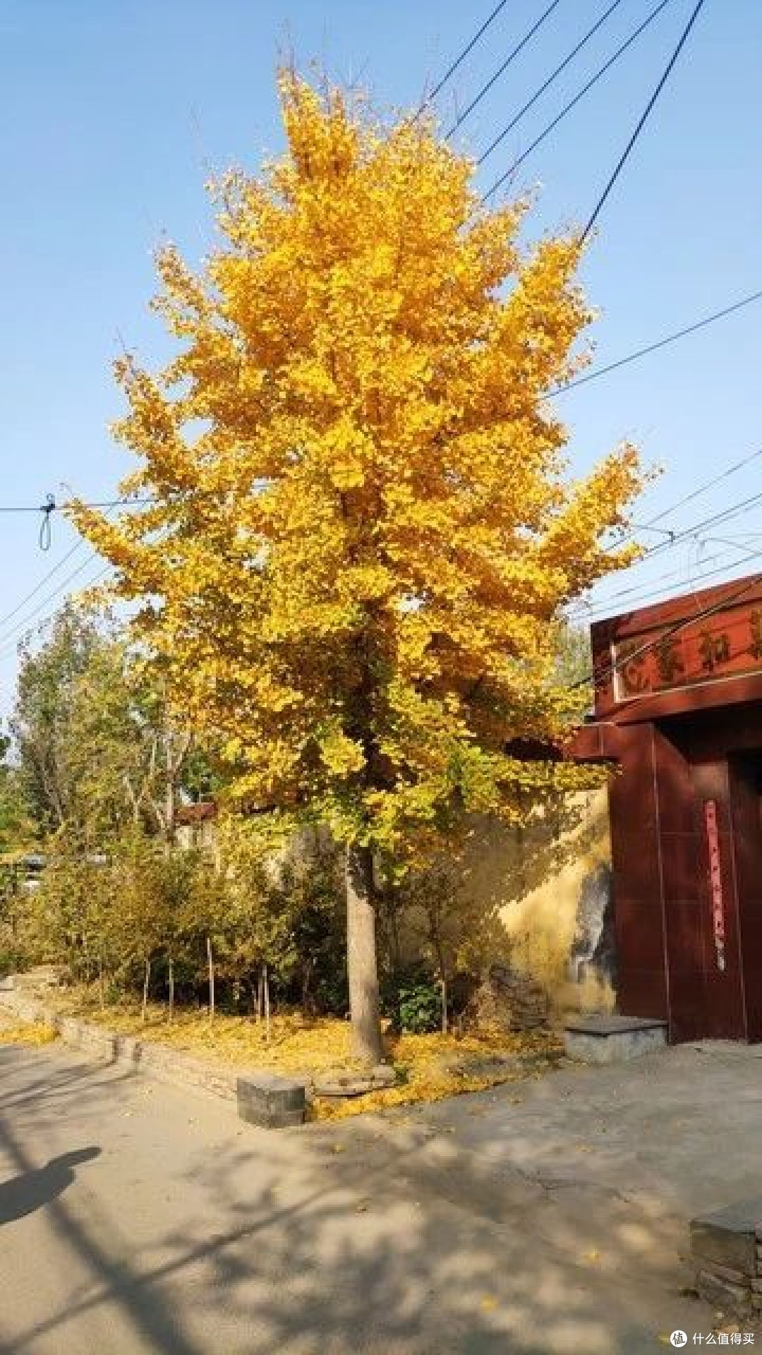 “院中种6树,儿孙一直富”,院子适合种哪6种树?你家有吗?