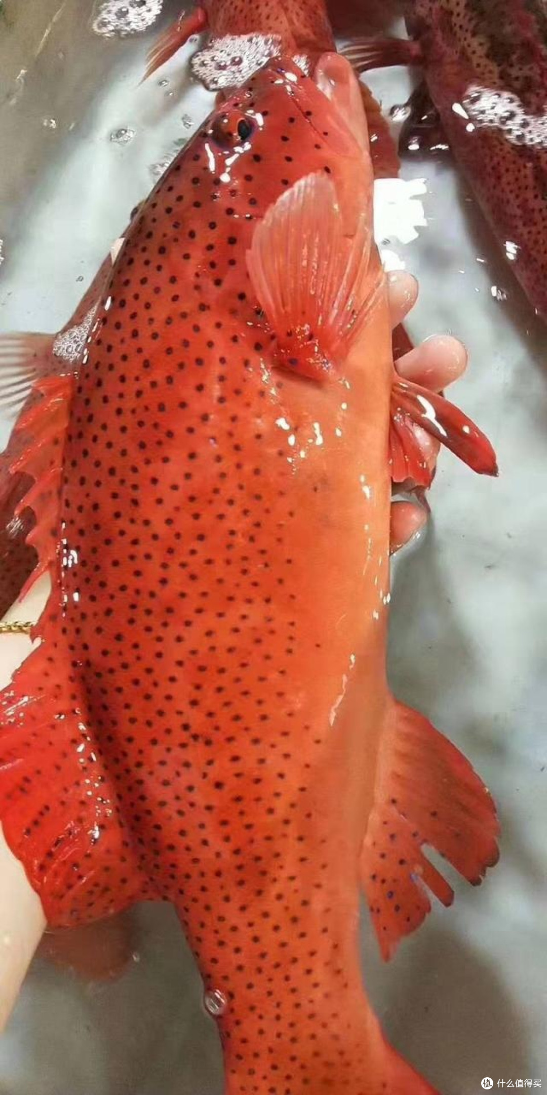 东海开渔高档海鲜介绍