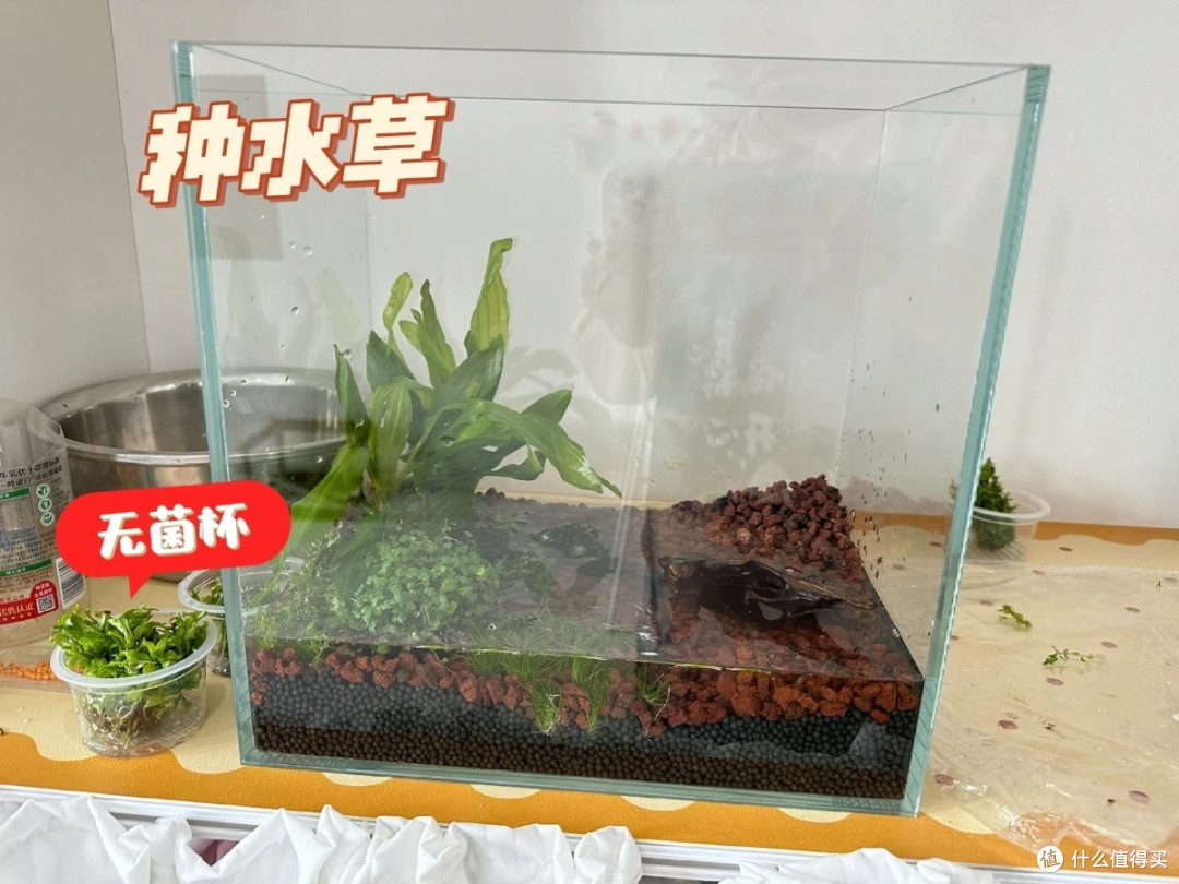 草缸新手入门全攻略:从零打造你的水下绿洲