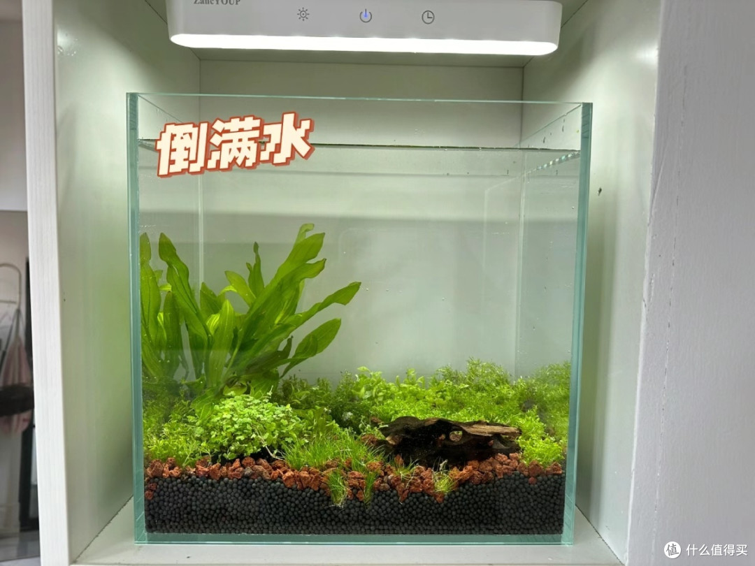 草缸新手入门全攻略:从零打造你的水下绿洲