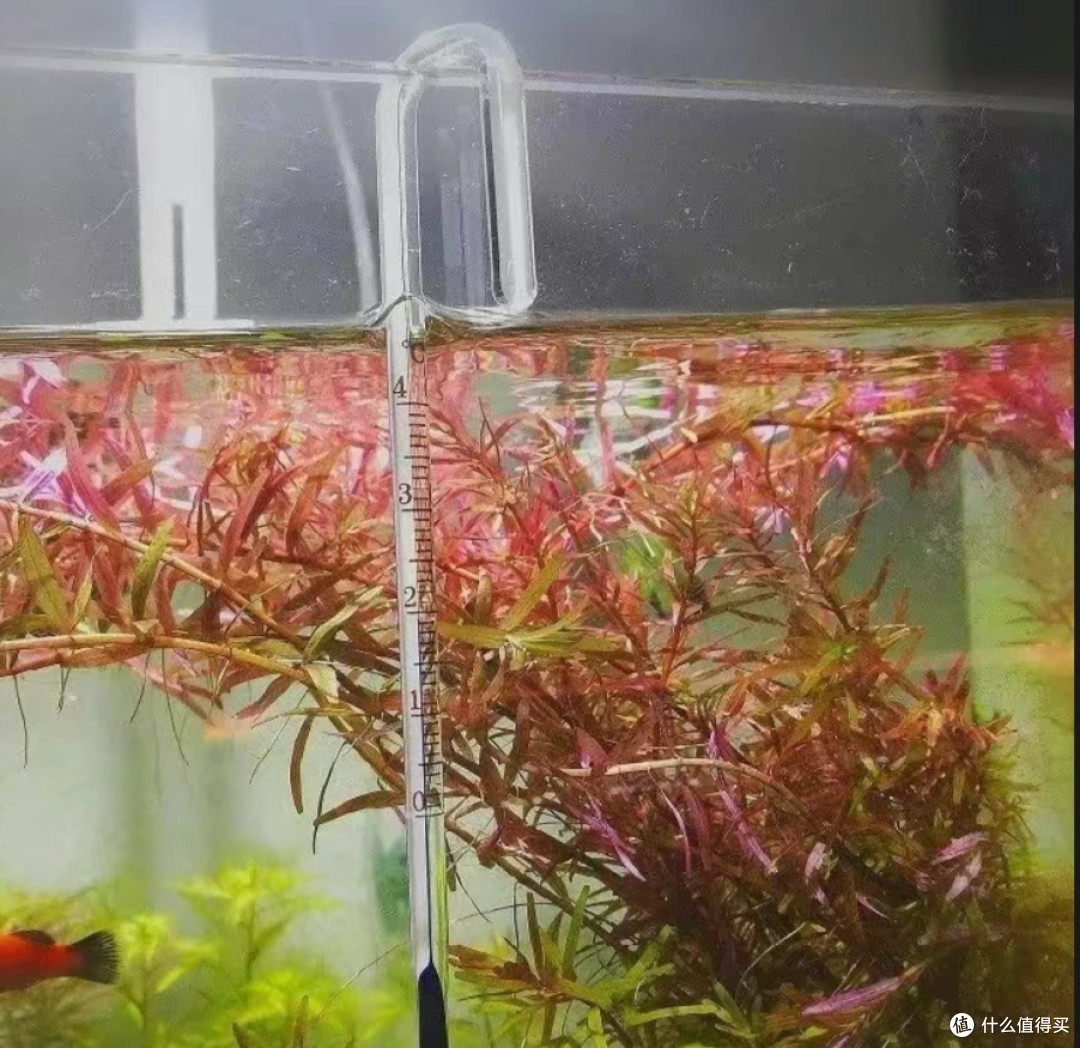 创意无限!这些鱼缸造景工具让你的鱼儿更快乐