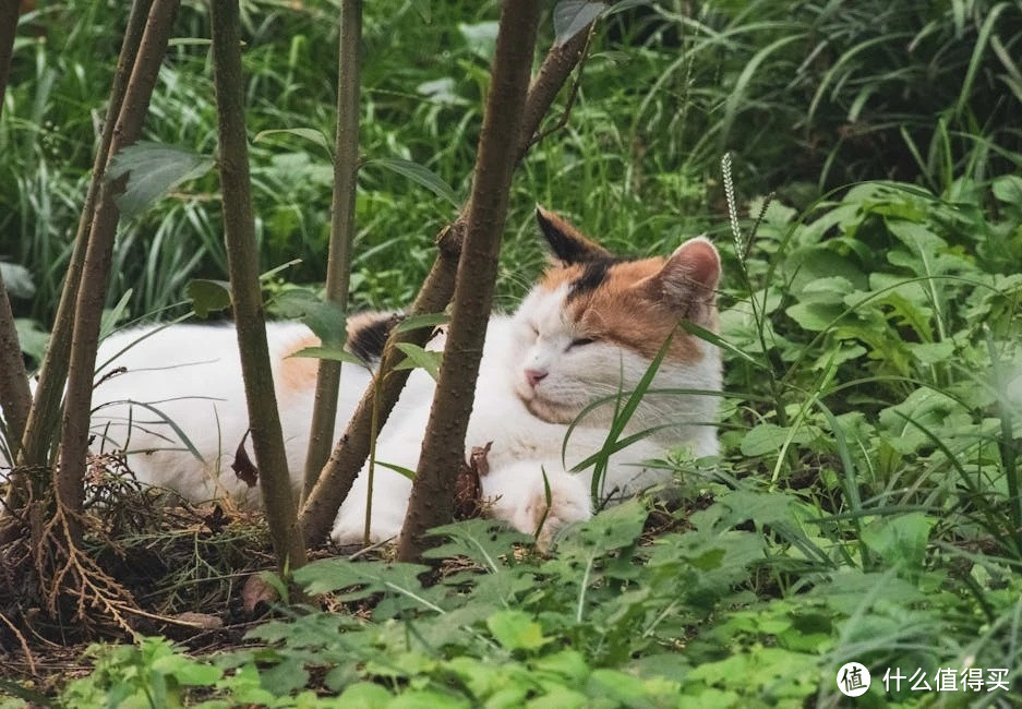 铲屎官必看！揭秘猫咪那些让人捧腹大笑的趣味动作！