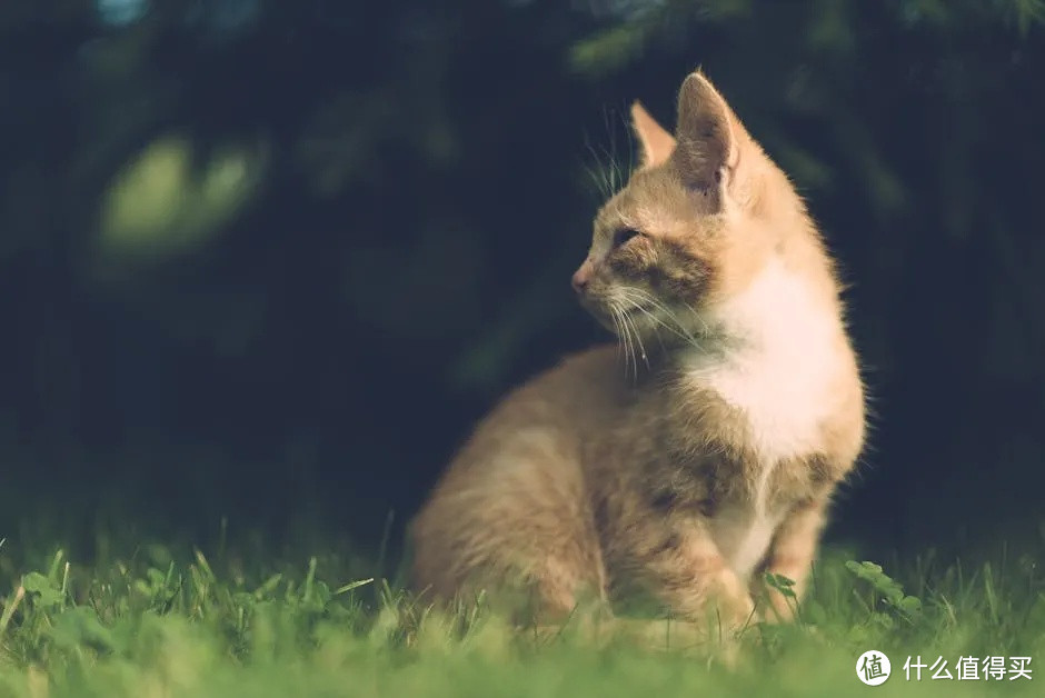 铲屎官必看！揭秘猫咪那些让人捧腹大笑的趣味动作！