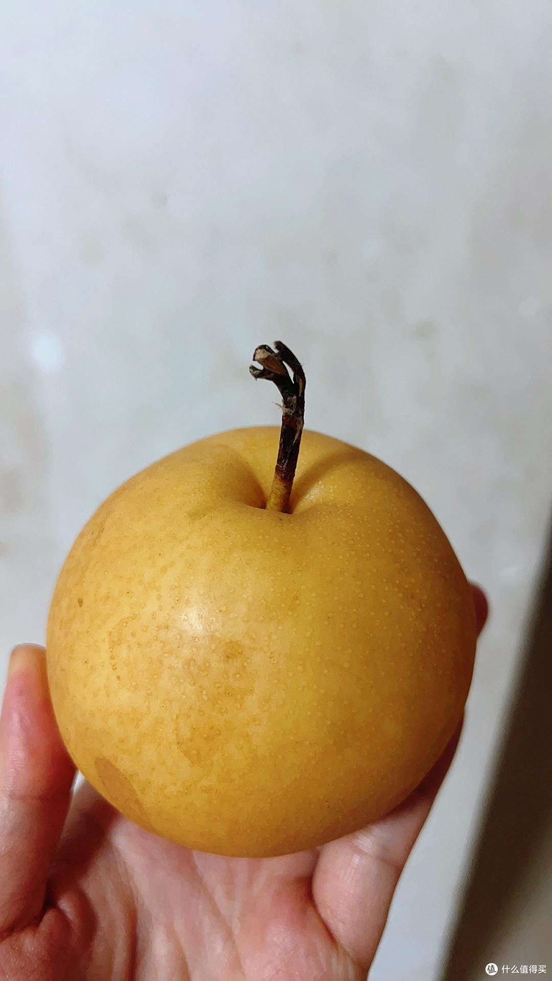 认证挑战赛，正宗秋月梨