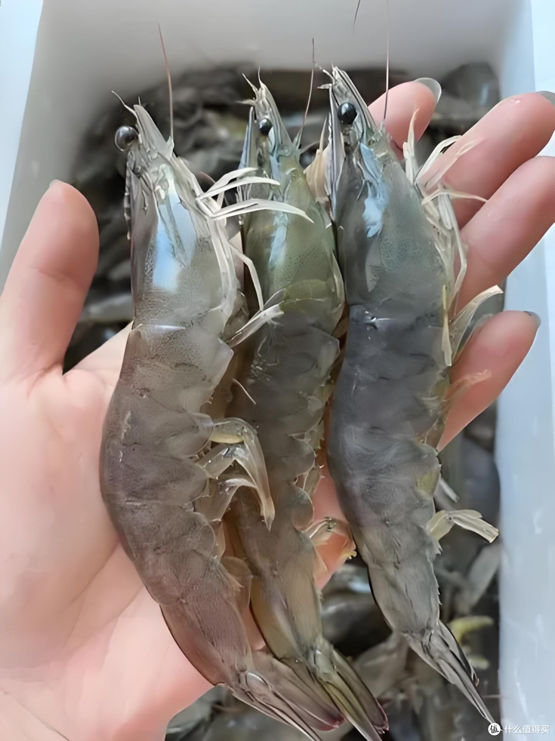 活海鲜选购指南:让你成为海鲜达人!