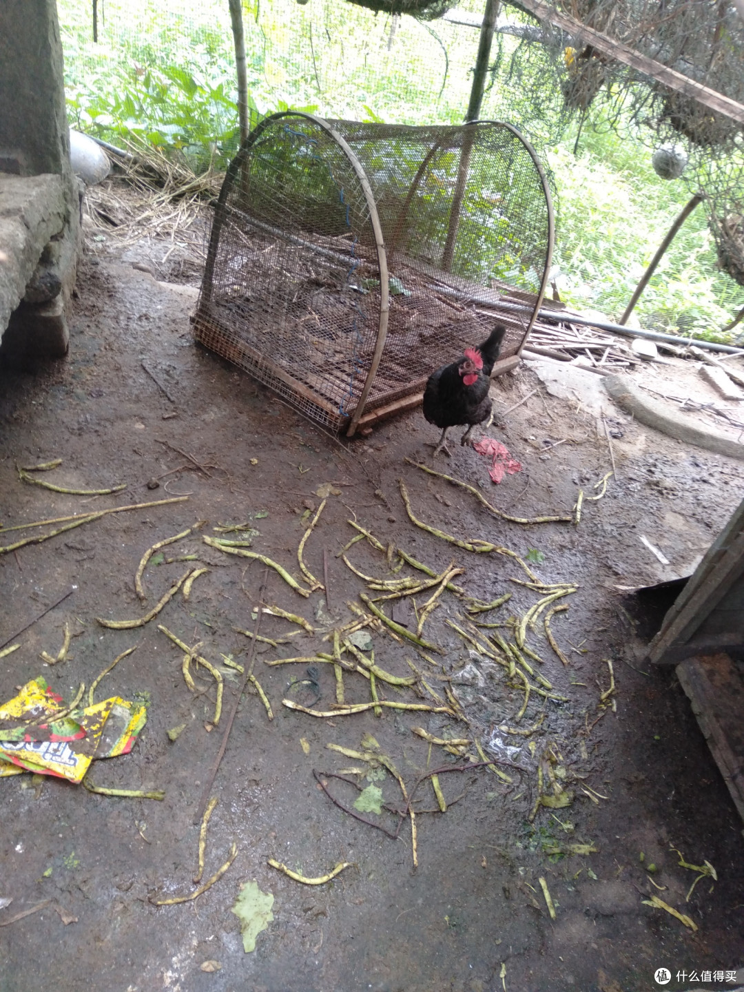 养鸡养鸭的心得。
