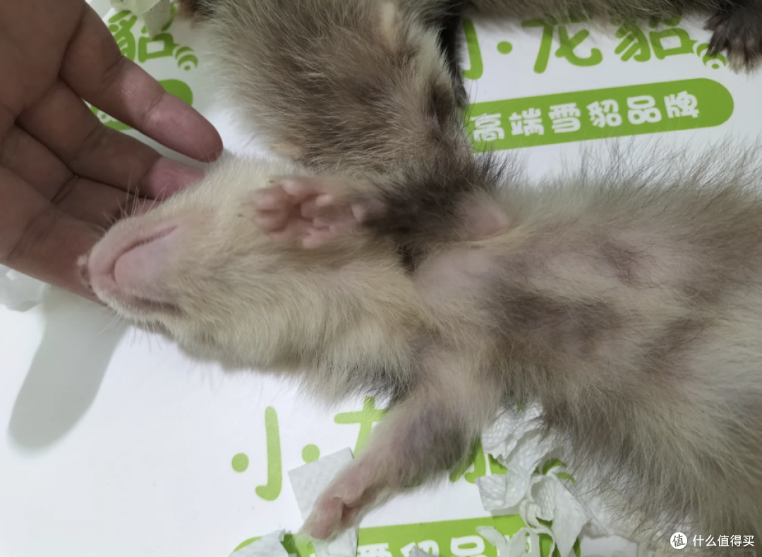 虽然不是东北的，但我也喜欢貂啊