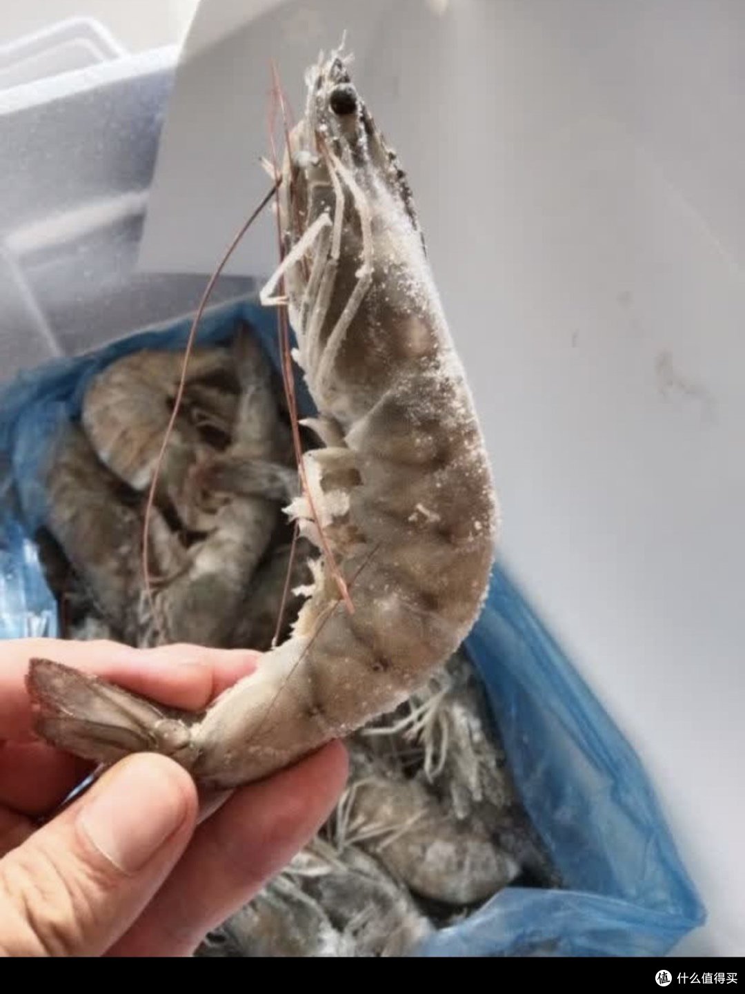 海鲜🍤