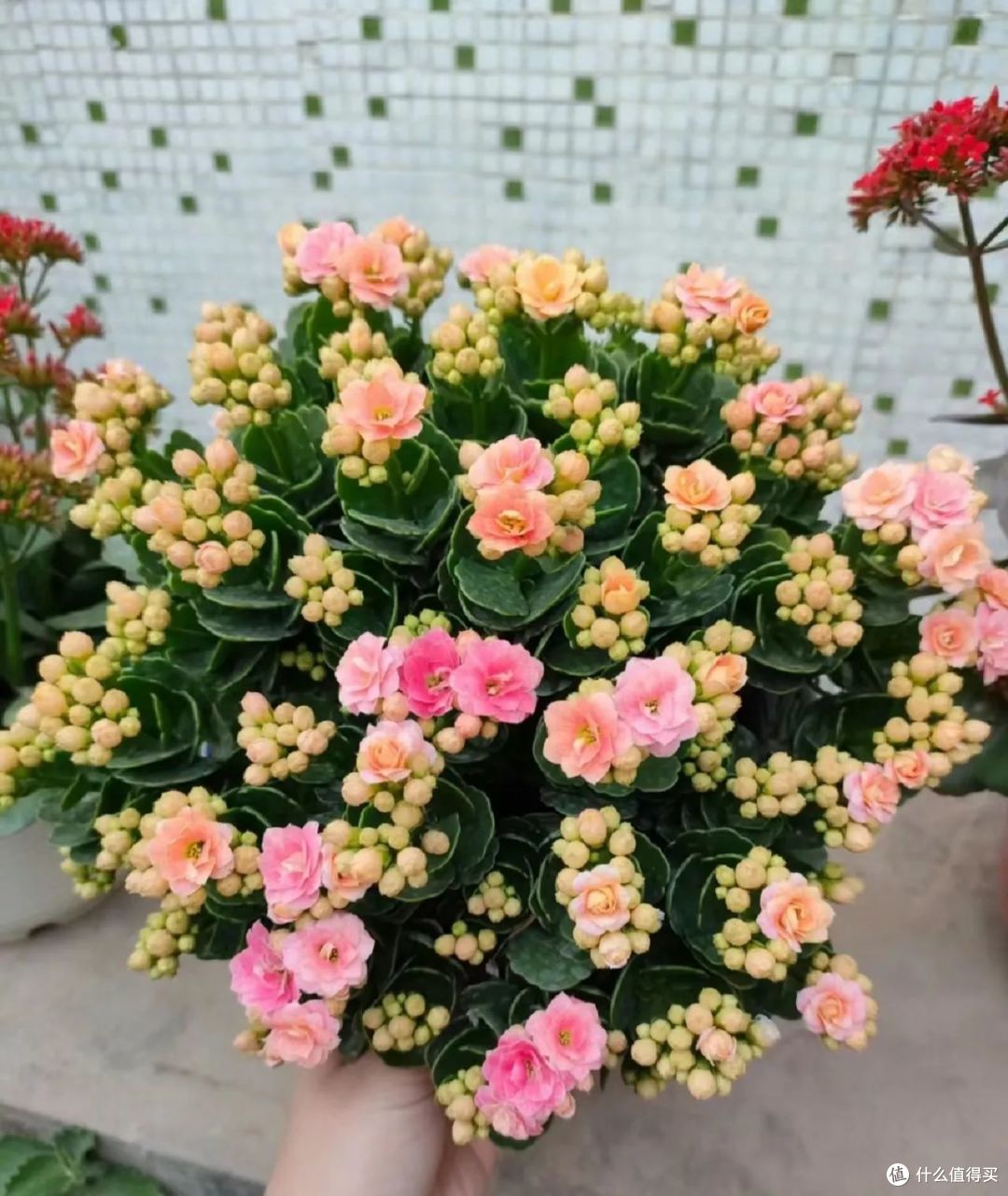出伏后养长寿花，牢记“3多、1控1掐”，叶子硬邦邦，一盆千朵花
