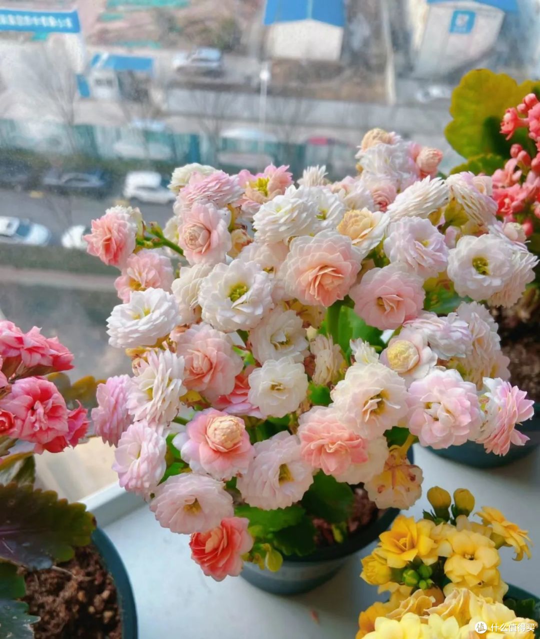 出伏后养长寿花，牢记“3多、1控1掐”，叶子硬邦邦，一盆千朵花