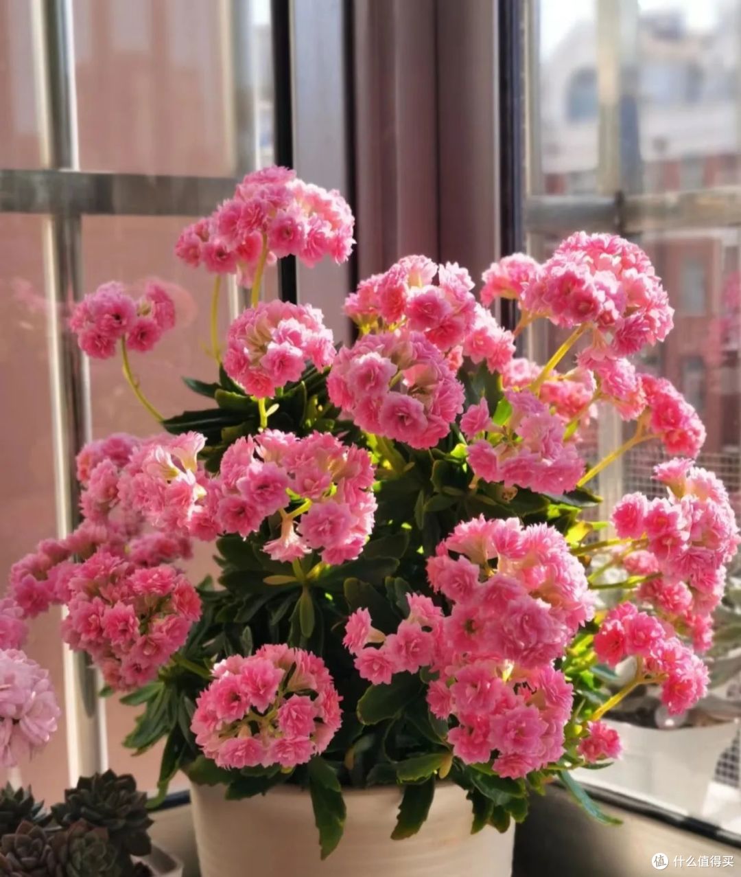 出伏后养长寿花，牢记“3多、1控1掐”，叶子硬邦邦，一盆千朵花