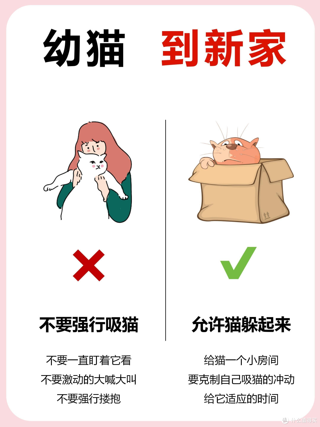 新手养猫指南:幼猫新到家的注意事项