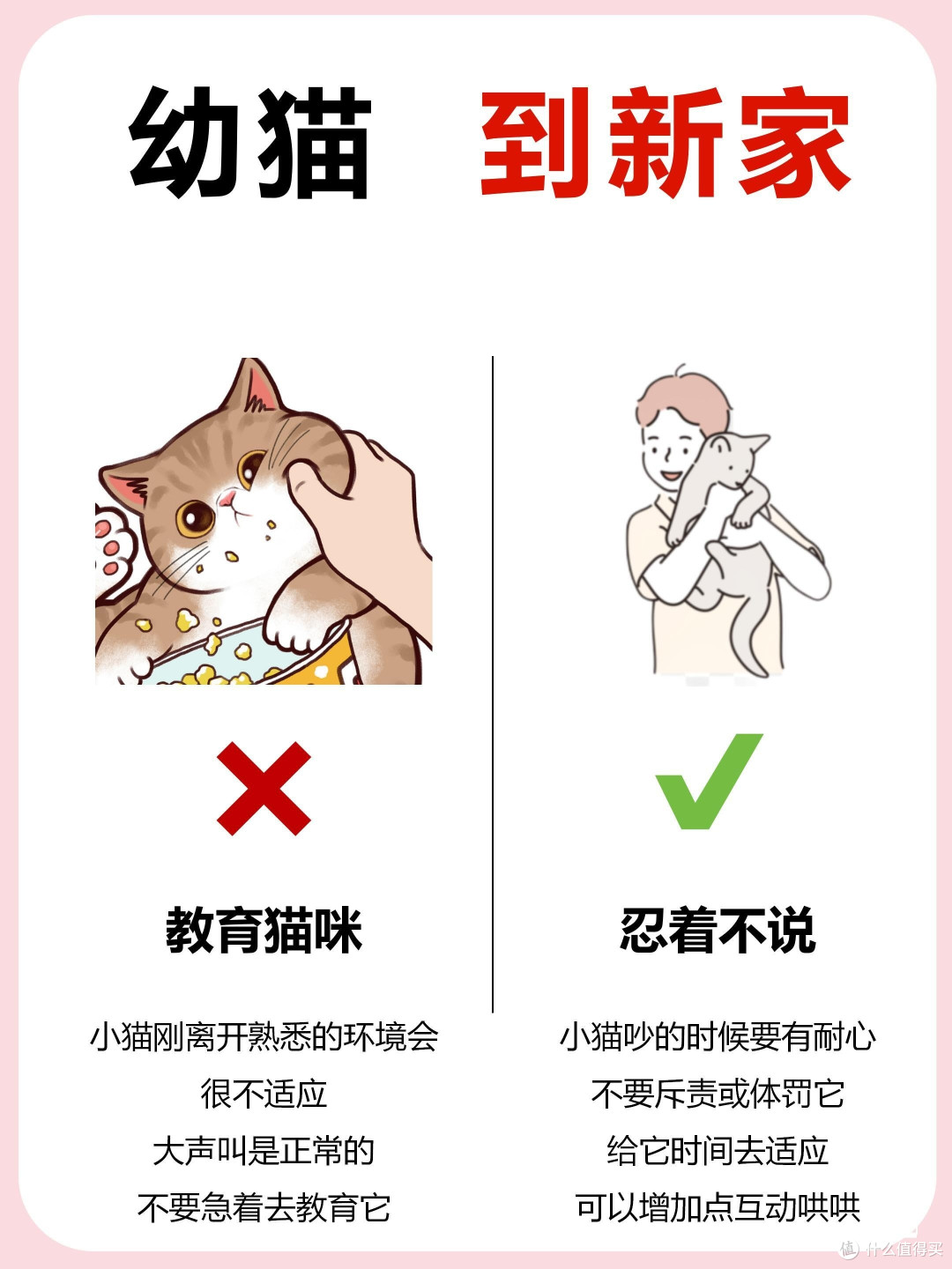 新手养猫指南:幼猫新到家的注意事项