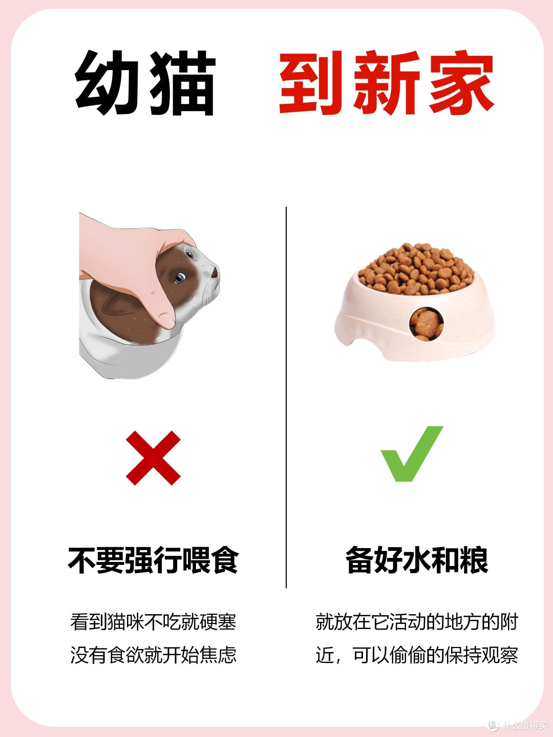 新手养猫指南：幼猫新到家的注意事项