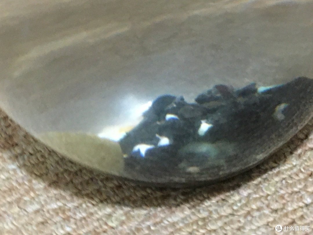 特别特别好看的鱼