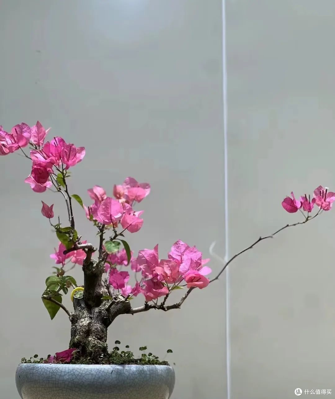 立秋后，这6种花赶紧换“大盆”，大盆富着养，疯狂蹿花苞！