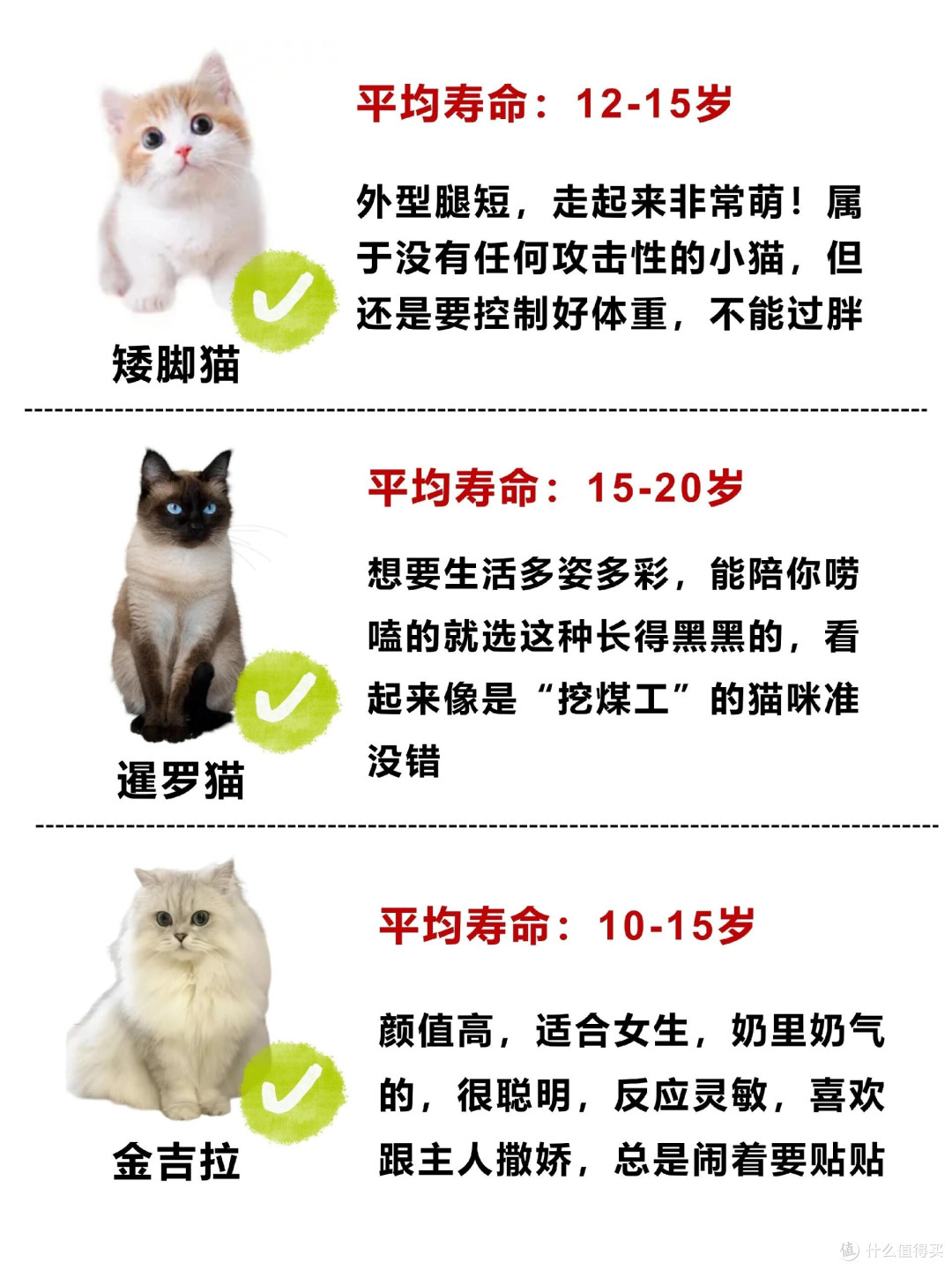 新手养猫指南:必备知识与实用技巧