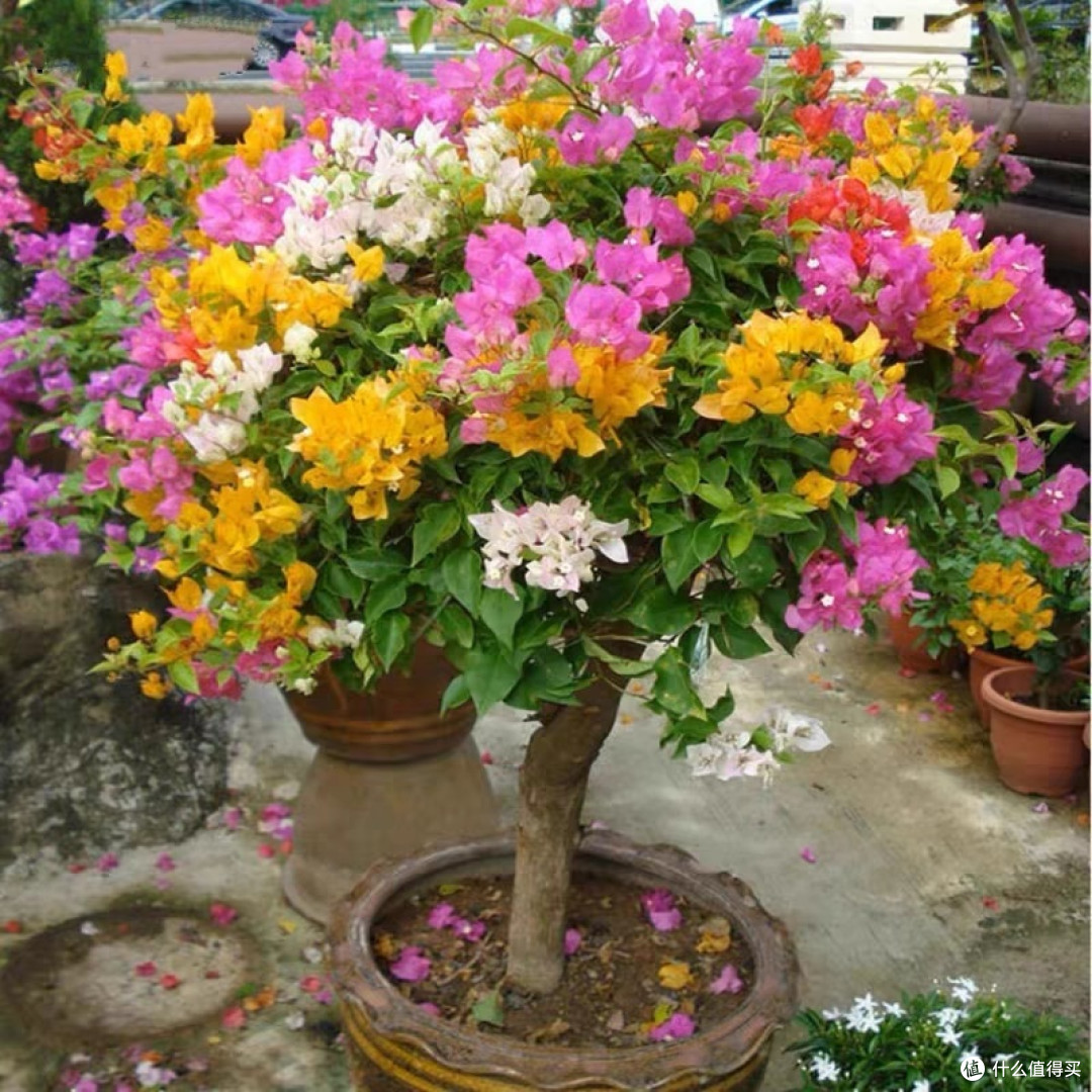 立秋后这种花赶紧“剃光头”,剪的越狠长的越旺,千万不要舍不得!