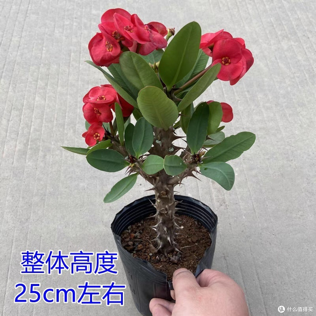 立秋后这种花赶紧“剃光头”,剪的越狠长的越旺,千万不要舍不得!
