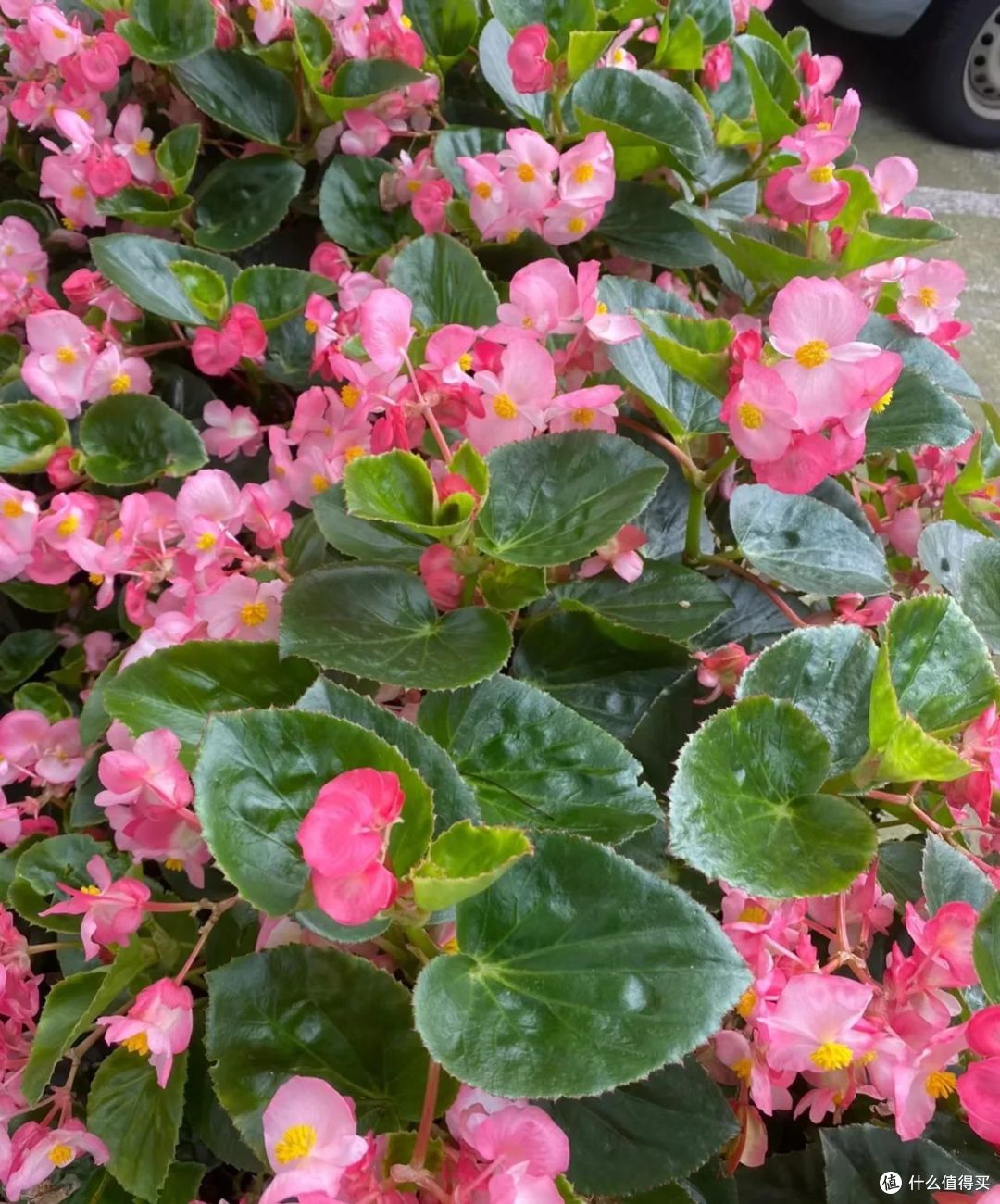 9月份，10种花扔土里就活，随便一个枝条就能长爆盆，根本不用买