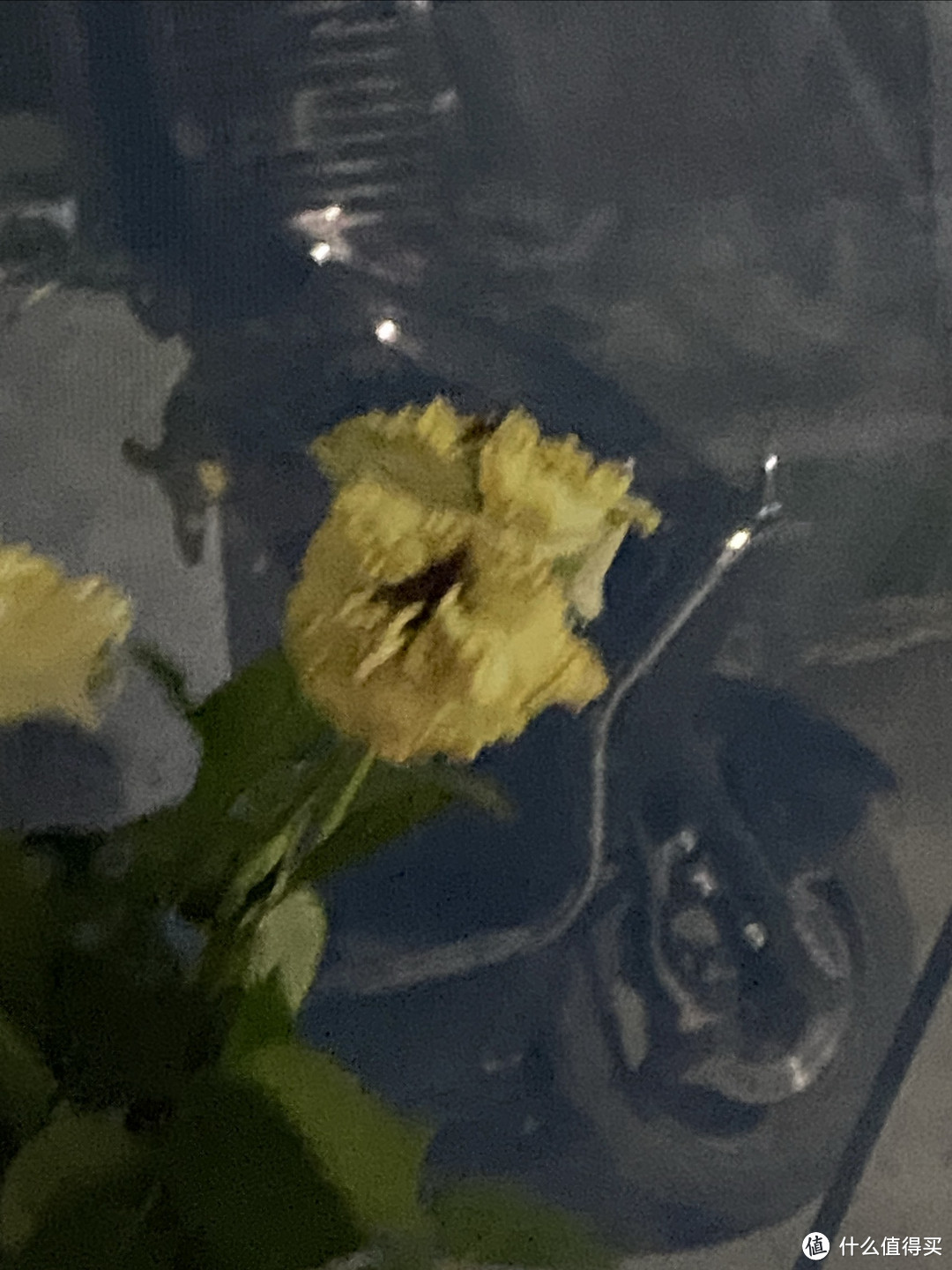 好看的月季花