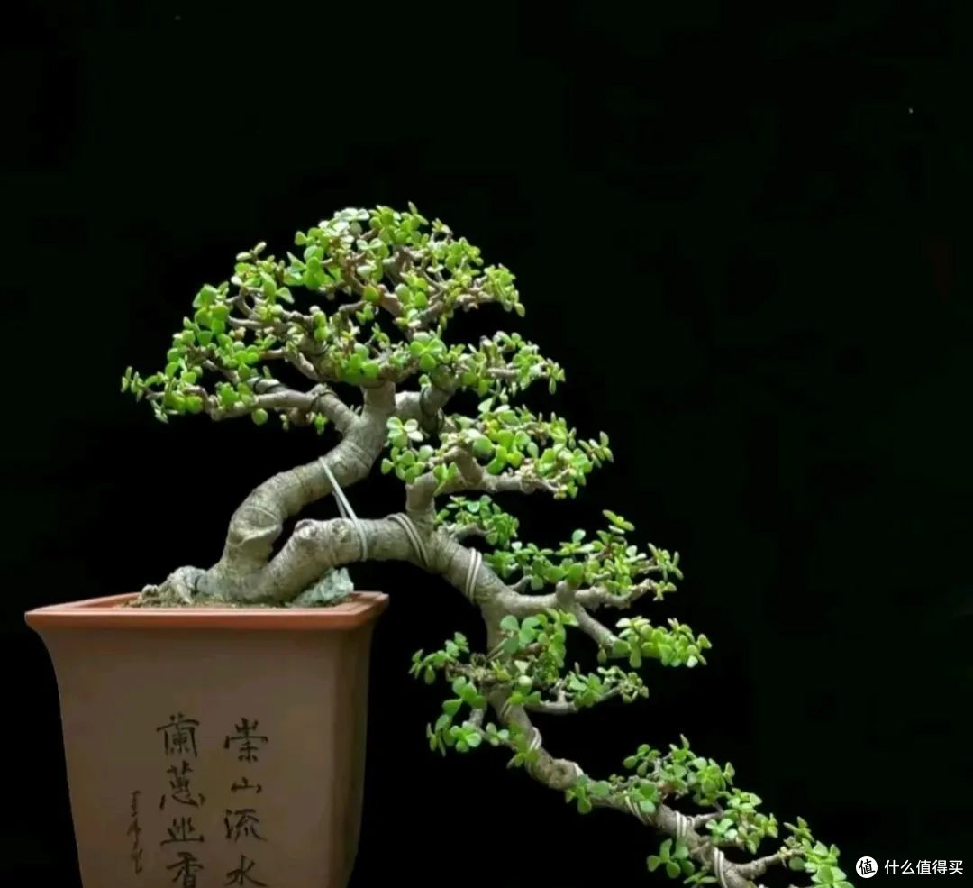 山东一大叔,因“掌上金枝玉叶”走红,网友:太神奇!