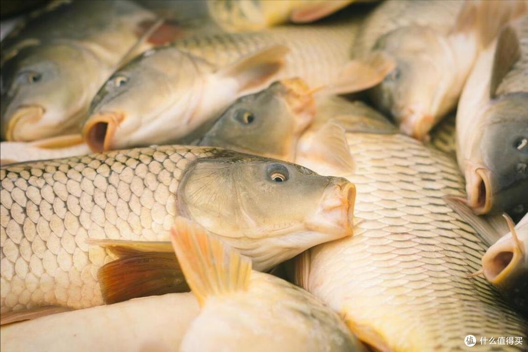全国哪的“鲤鱼”最好吃？经过评选，这10个地方上榜，有你家乡吗