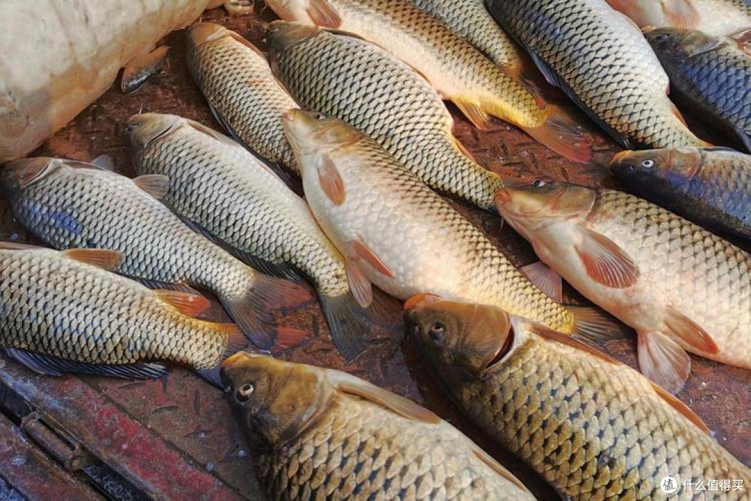 全国哪的“鲤鱼”最好吃？经过评选，这10个地方上榜，有你家乡吗