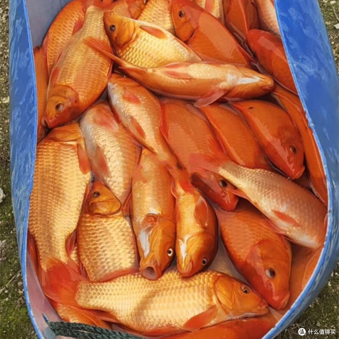 全国哪的“鲤鱼”最好吃？经过评选，这10个地方上榜，有你家乡吗