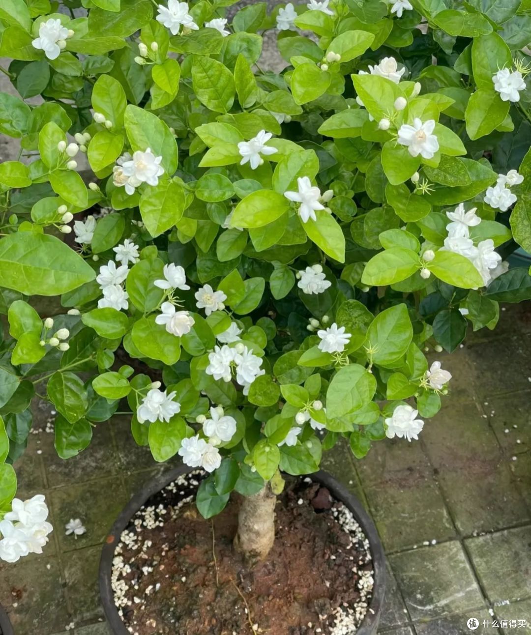 茉莉花秋天要“虐养”,牢记“两喜、一少、一不动”,早早冒花芽