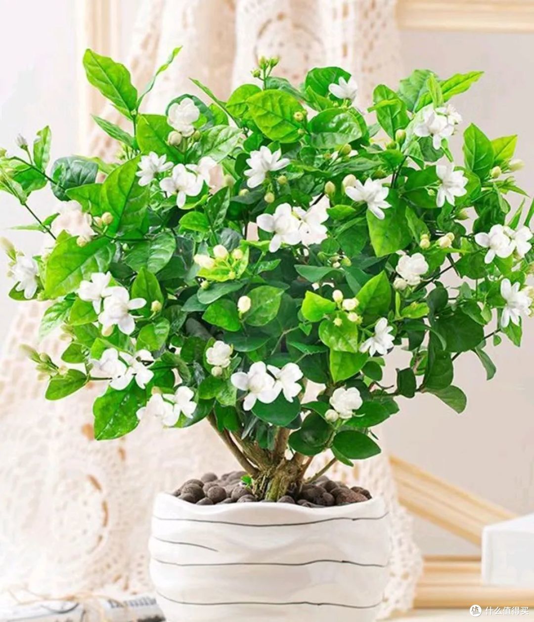 茉莉花秋天要“虐养”,牢记“两喜、一少、一不动”,早早冒花芽