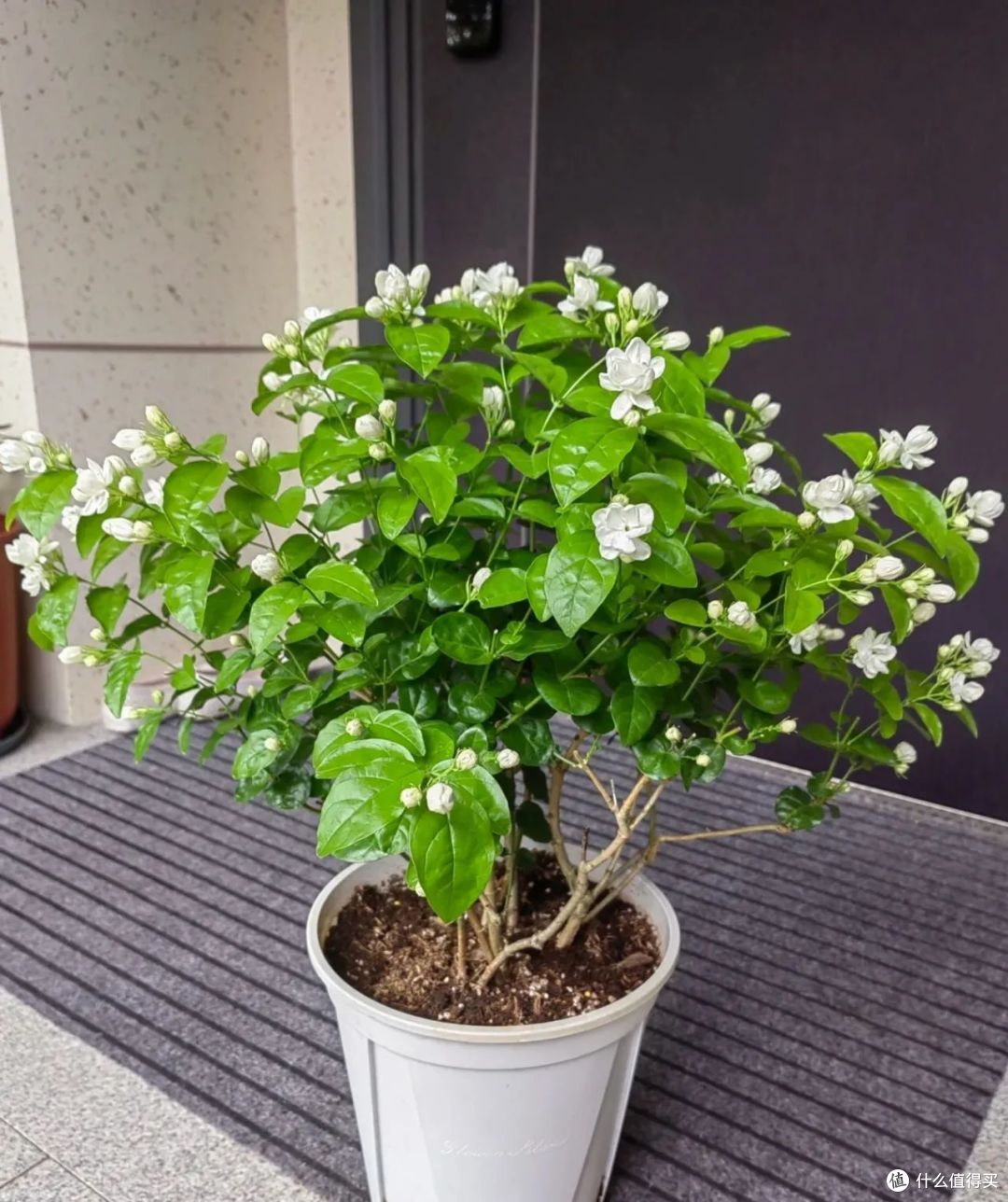 茉莉花秋天要“虐养”,牢记“两喜、一少、一不动”,早早冒花芽