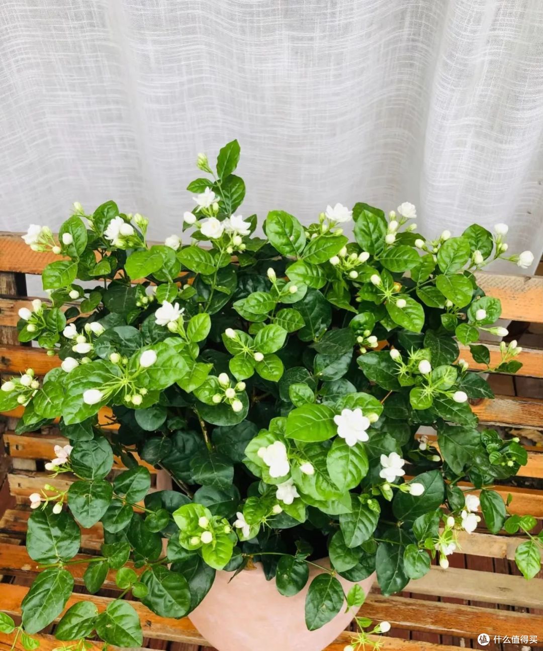 茉莉花秋天要“虐养”,牢记“两喜、一少、一不动”,早早冒花芽
