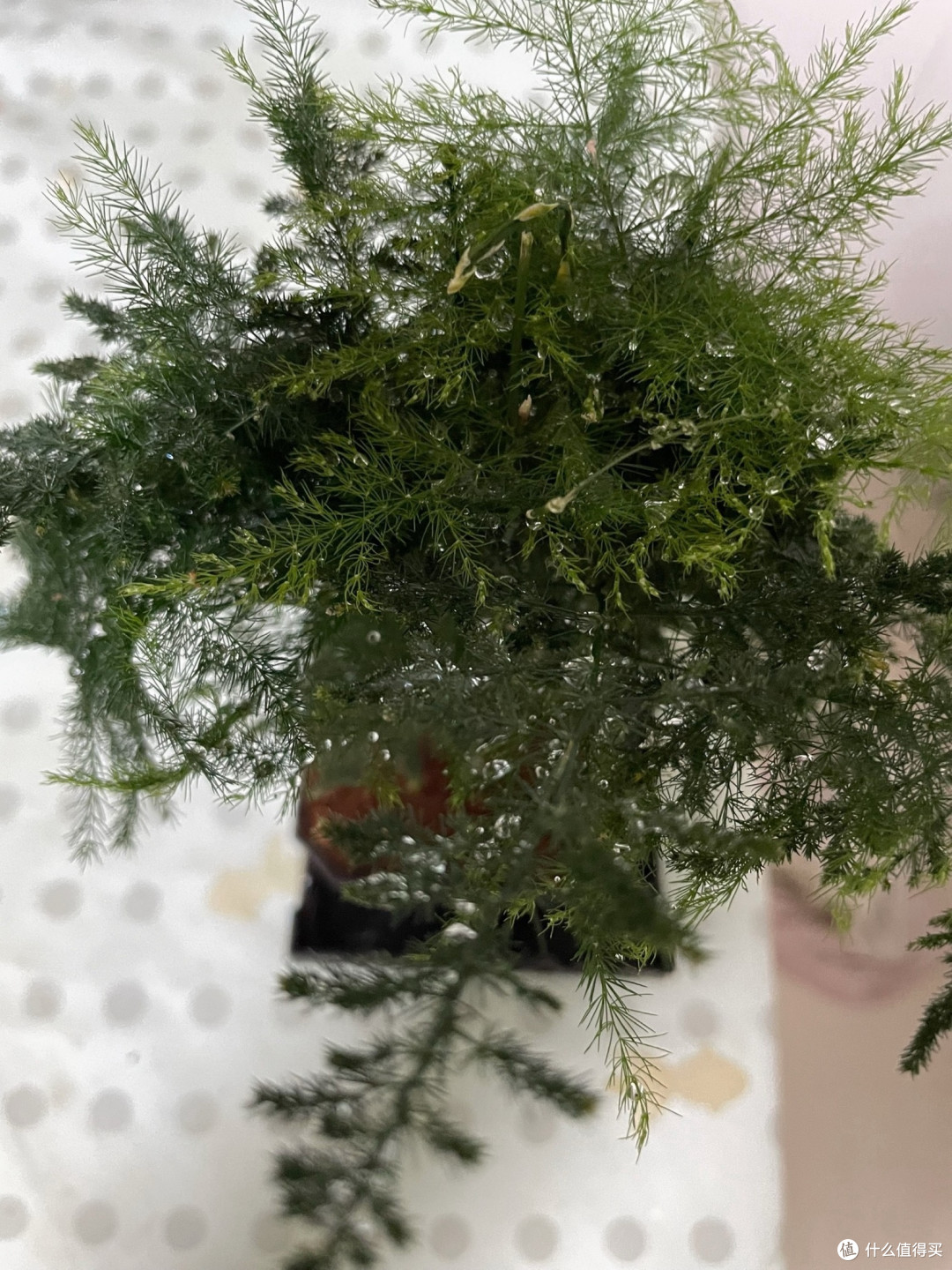 这4种植物既美又实用,轻松打造绿色氧吧
